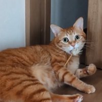 驚いた表情の猫