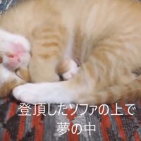 丸くなって眠る子猫