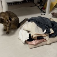 毛づくろいする猫