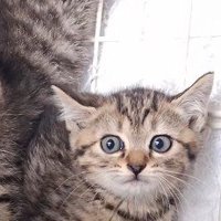 目を丸くしている子猫