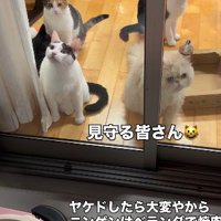 焼き肉の様子を見つめる猫たち