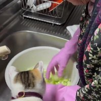 調理中のおばあちゃんと猫