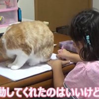 ノートの上に乗る猫（移動してくれたのはいいけど）