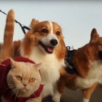 散歩する猫と犬