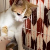 ケージ内で座る茶白猫の前足に手を添えている