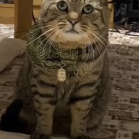 飼い主に叱られるキジトラ猫