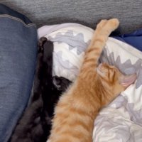 前足を伸ばして眠る2匹の猫