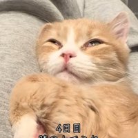 飼い主の膝の上の猫