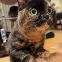 向かって右方向を見つめる猫