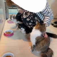 足の下でお返事する猫