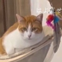 じっとこちらを見る猫