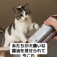 左手でパンチする猫