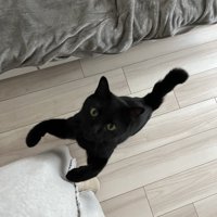 寄ってくる猫