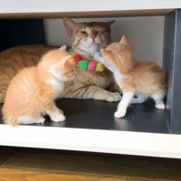 顔にタッチ