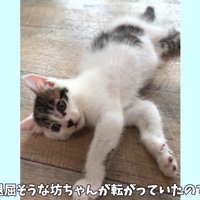 テロップ「退屈そうな坊ちゃんが～」