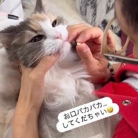 飲み薬を持っている人と抱かれている猫