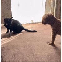 室内にいる猫と犬