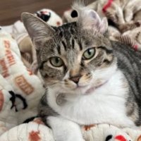 耳が反っている猫