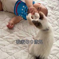 赤ちゃんが持つぬいぐるみに前足を伸ばすつなちゃん