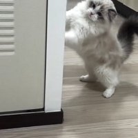 壁に手をかける猫