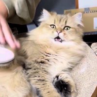 びっくり顔の猫