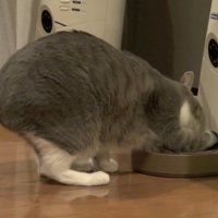 右前足を突っ込んで