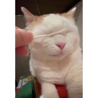 綿棒と猫