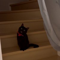 扉のむこうの猫さん