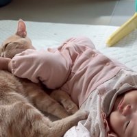 蹴られる猫2