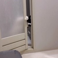 おふろ場に入ってくる猫