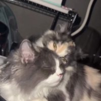 毛づくろいをする猫