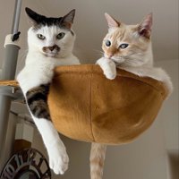 キリッとした顔の2匹