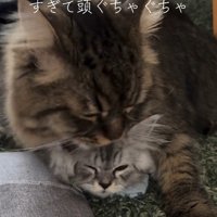 子猫を毛づくろいする猫