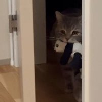 ドアの前に立つメルくん