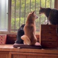 窓から外を眺める犬と猫