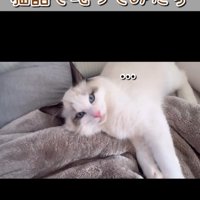 飼い主が離れて見つめる猫