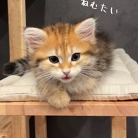 寝落ちしそうな猫