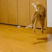 おもちゃを狙ってジャンプする猫