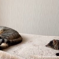 並んで寝ている猫と子猫