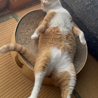 猫用ベッドに仰向けになって足を伸ばす猫