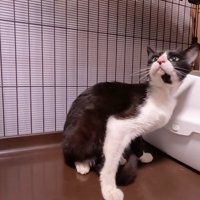 ケージの中で見上げる猫