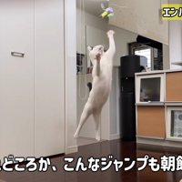 ジャンプする猫