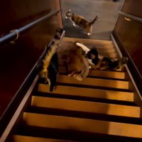 猫パンチする猫