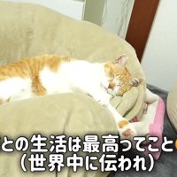 寝ている猫