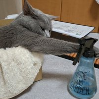 ボトルを触る猫の写真2