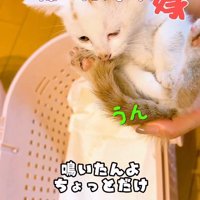 抱っこされる子猫