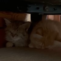 くっついて眠る子猫