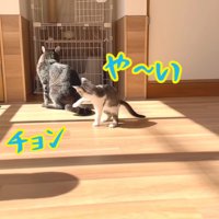 テロップ「こじろう や～い チョン」