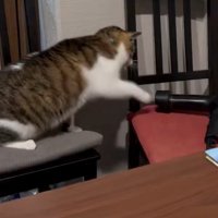 パンチする猫