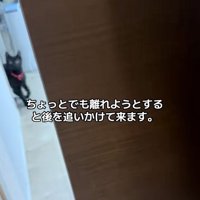 遠くの猫